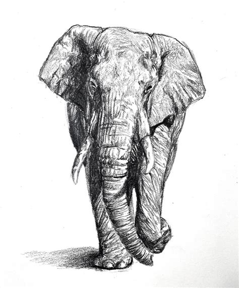 elephant drawing easy|full body elephant realistic drawing.